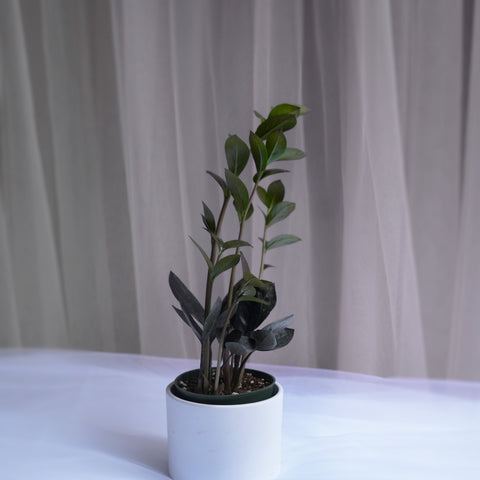 ZZ Plant Black 4