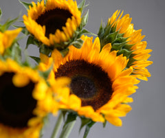Local Sunflower