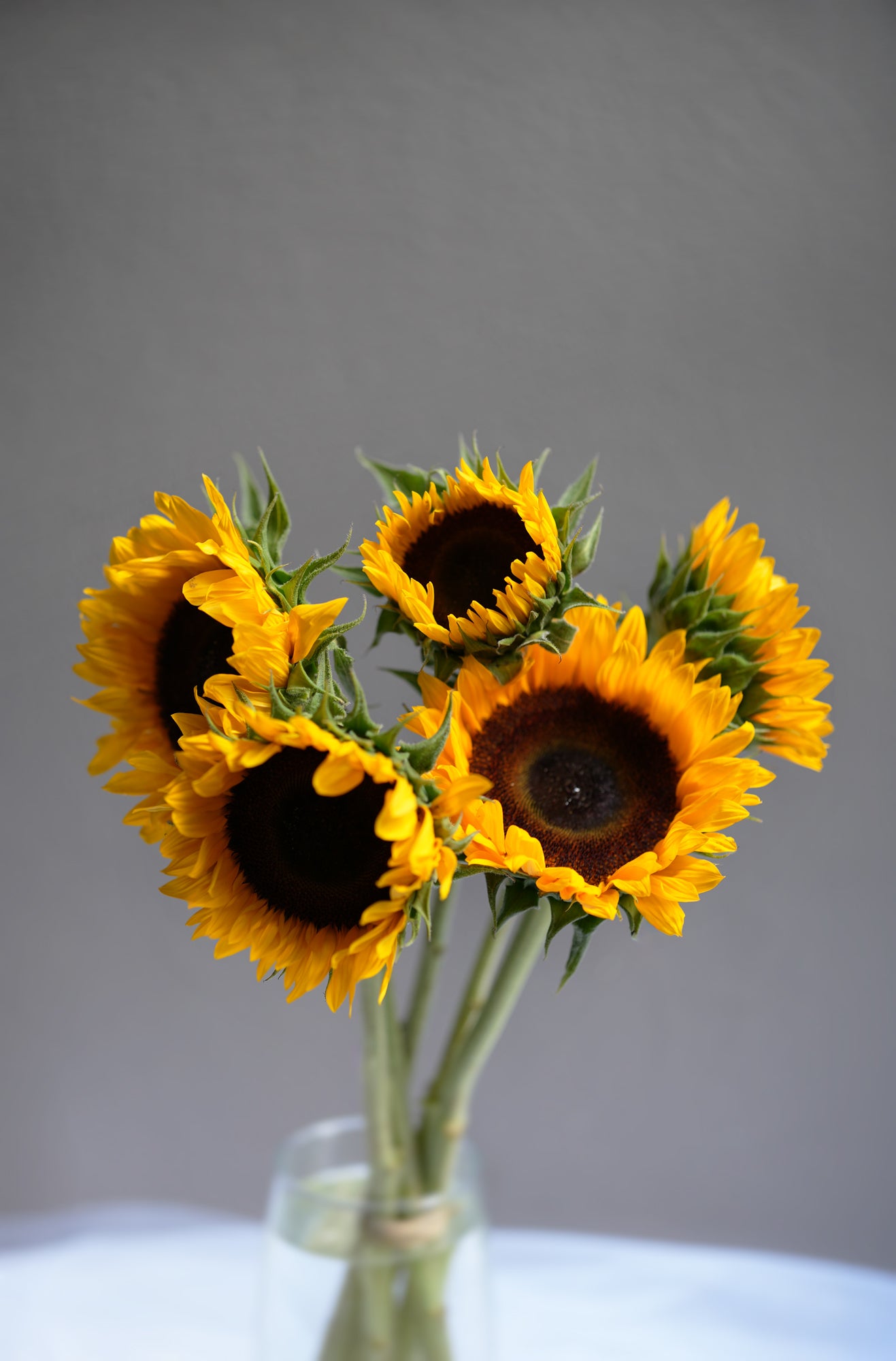 Local Sunflower