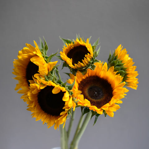 Local Sunflower