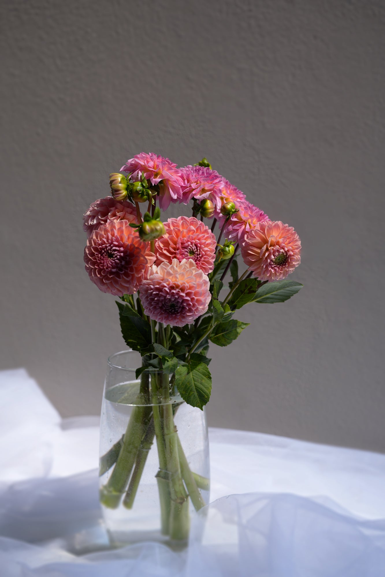 Dahlia