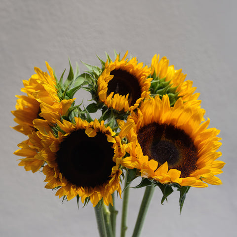 Local Sunflower