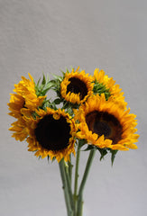 Local Sunflower