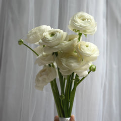 White Satin Ranunculus