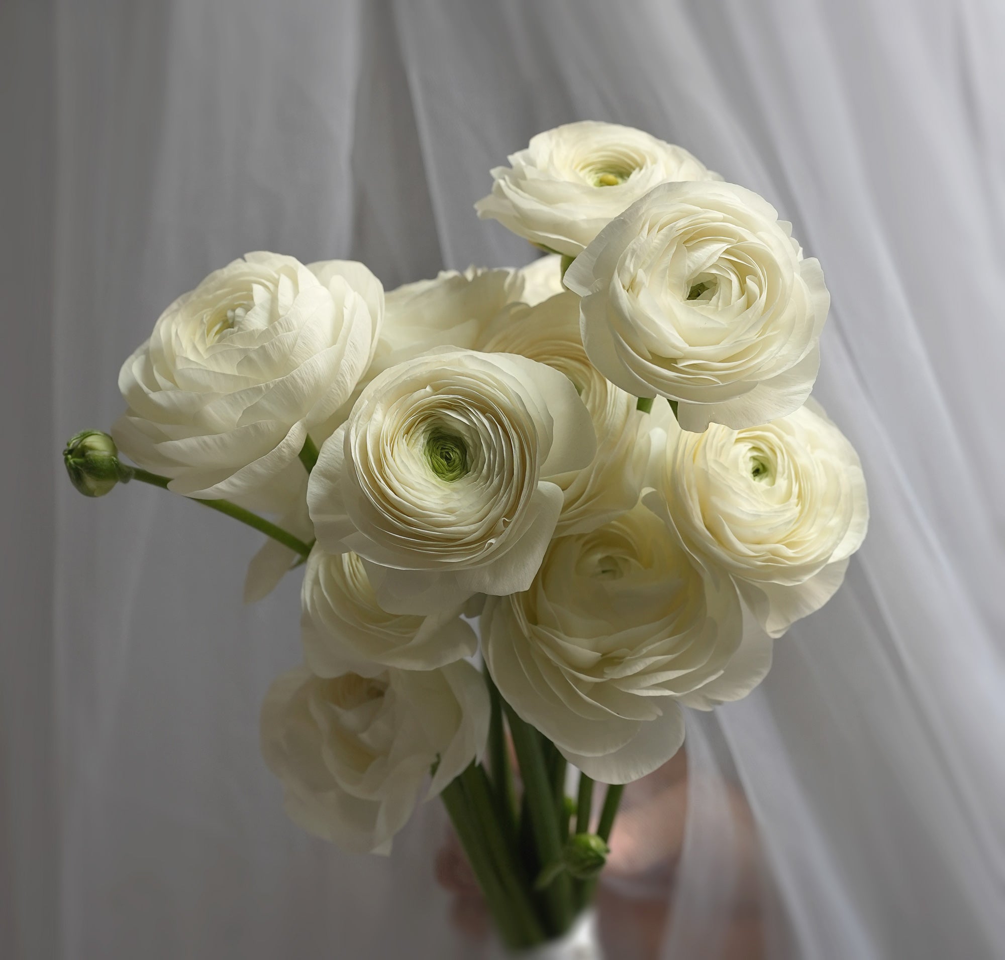 White Satin Ranunculus