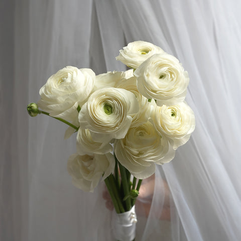 White Satin Ranunculus