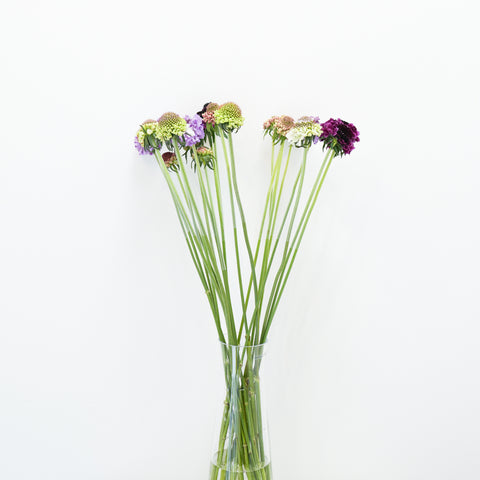 SCABIOSA