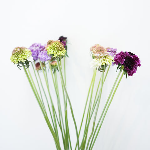 SCABIOSA