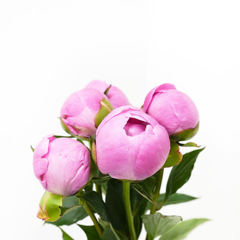 Hot Pink Peony