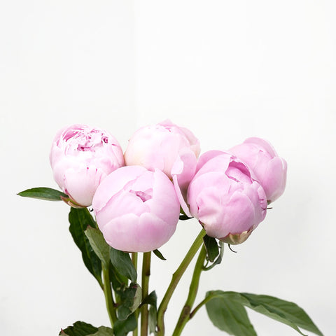 Blush Peony