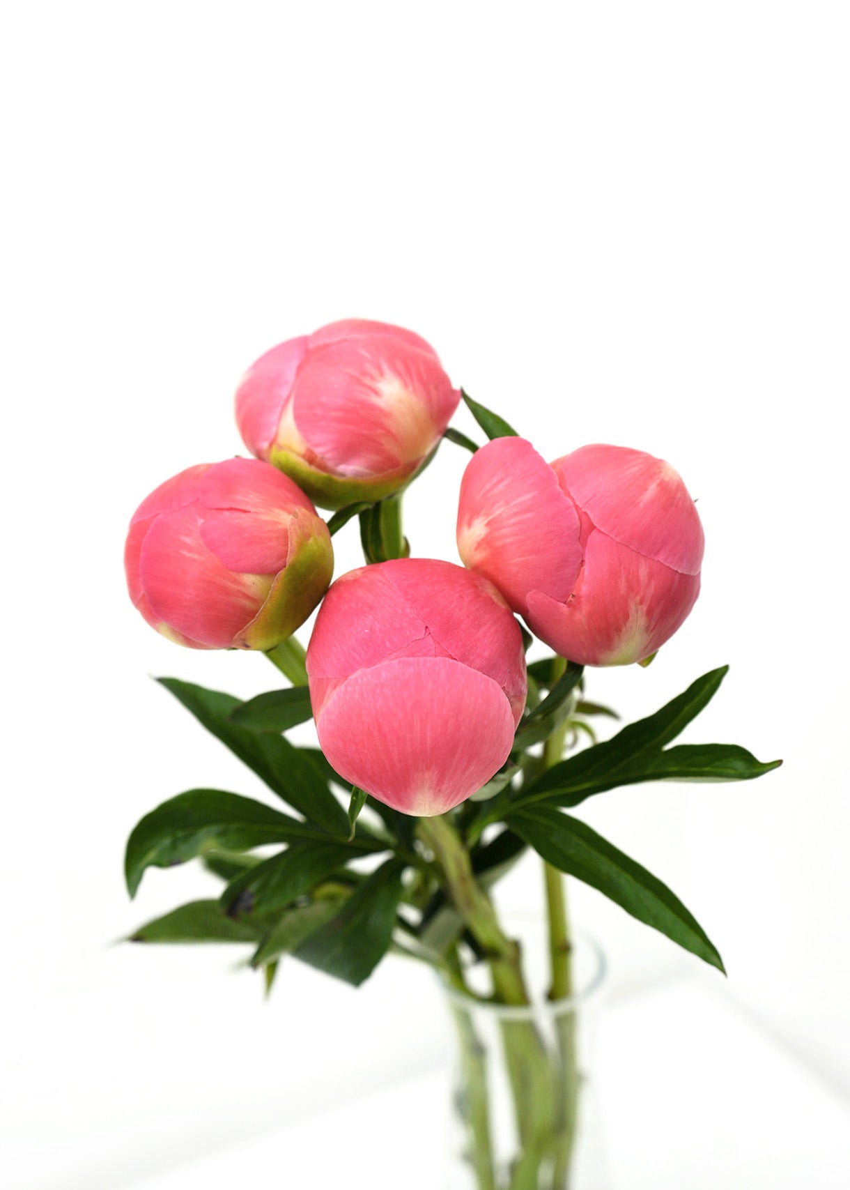 Coral Peony
