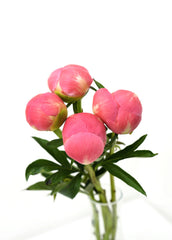 Coral Peony