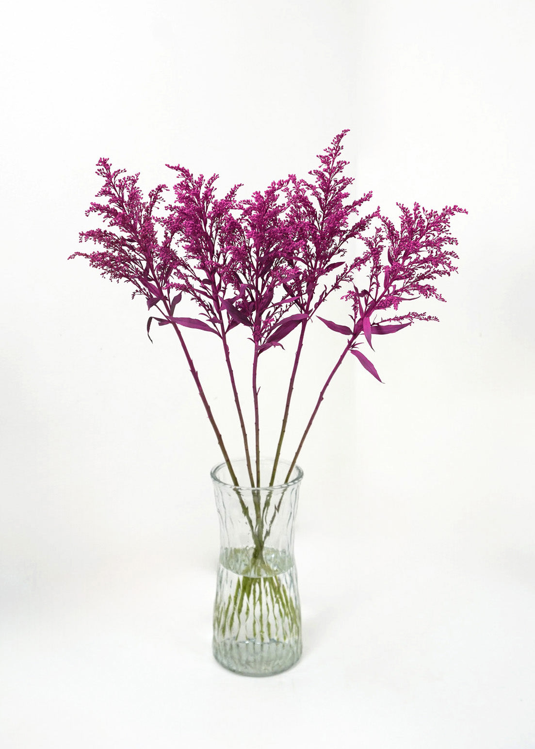 Aster Solidago (Died color)
