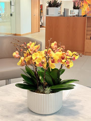 Orchid Sunlight
