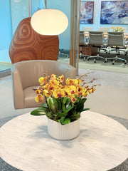 Orchid Sunlight