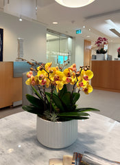 Orchid Sunlight