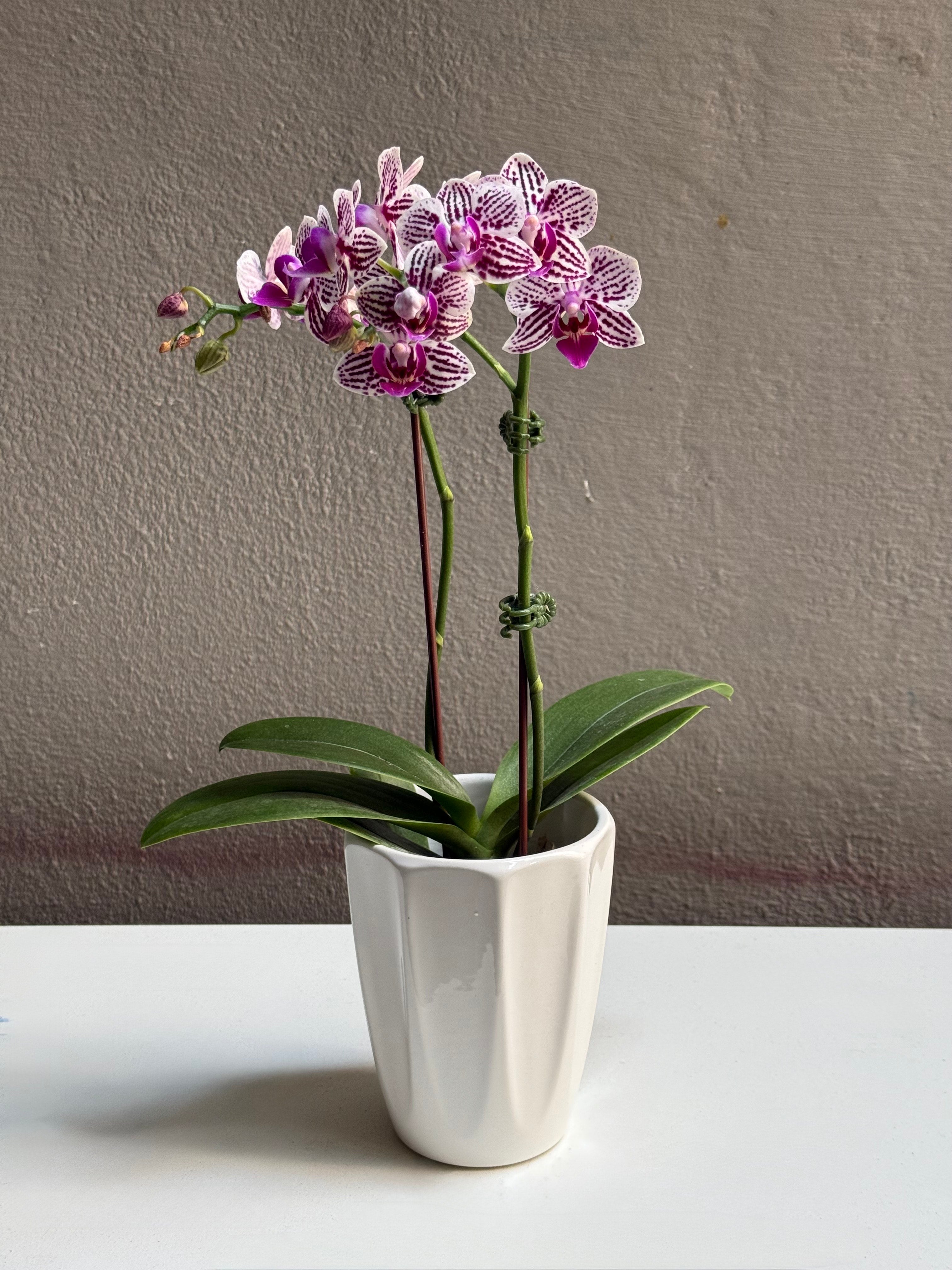 Small Purple Dotted orchid with pot