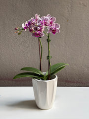 Small Purple Dotted orchid with pot