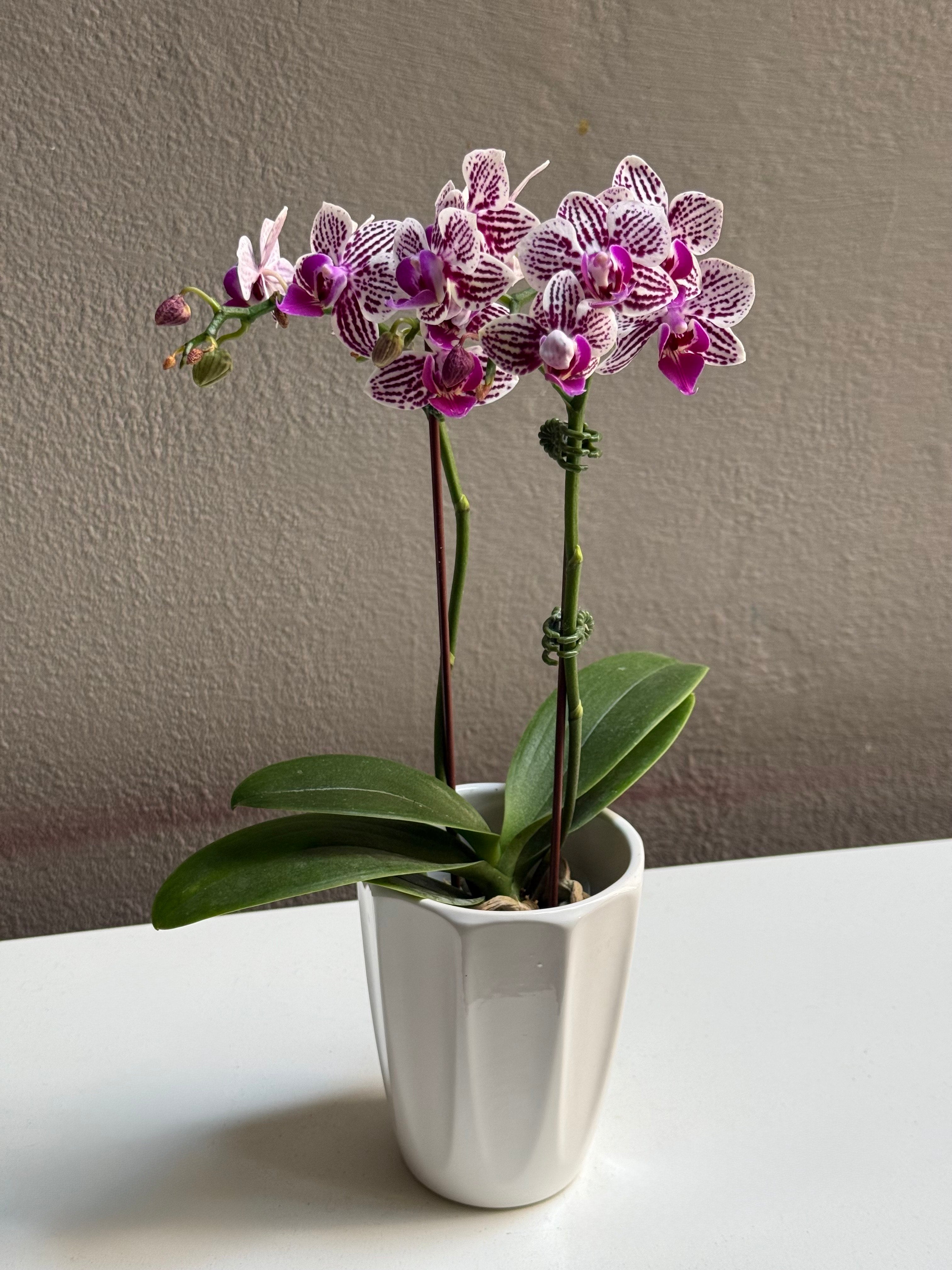 Small Purple Dotted orchid with pot
