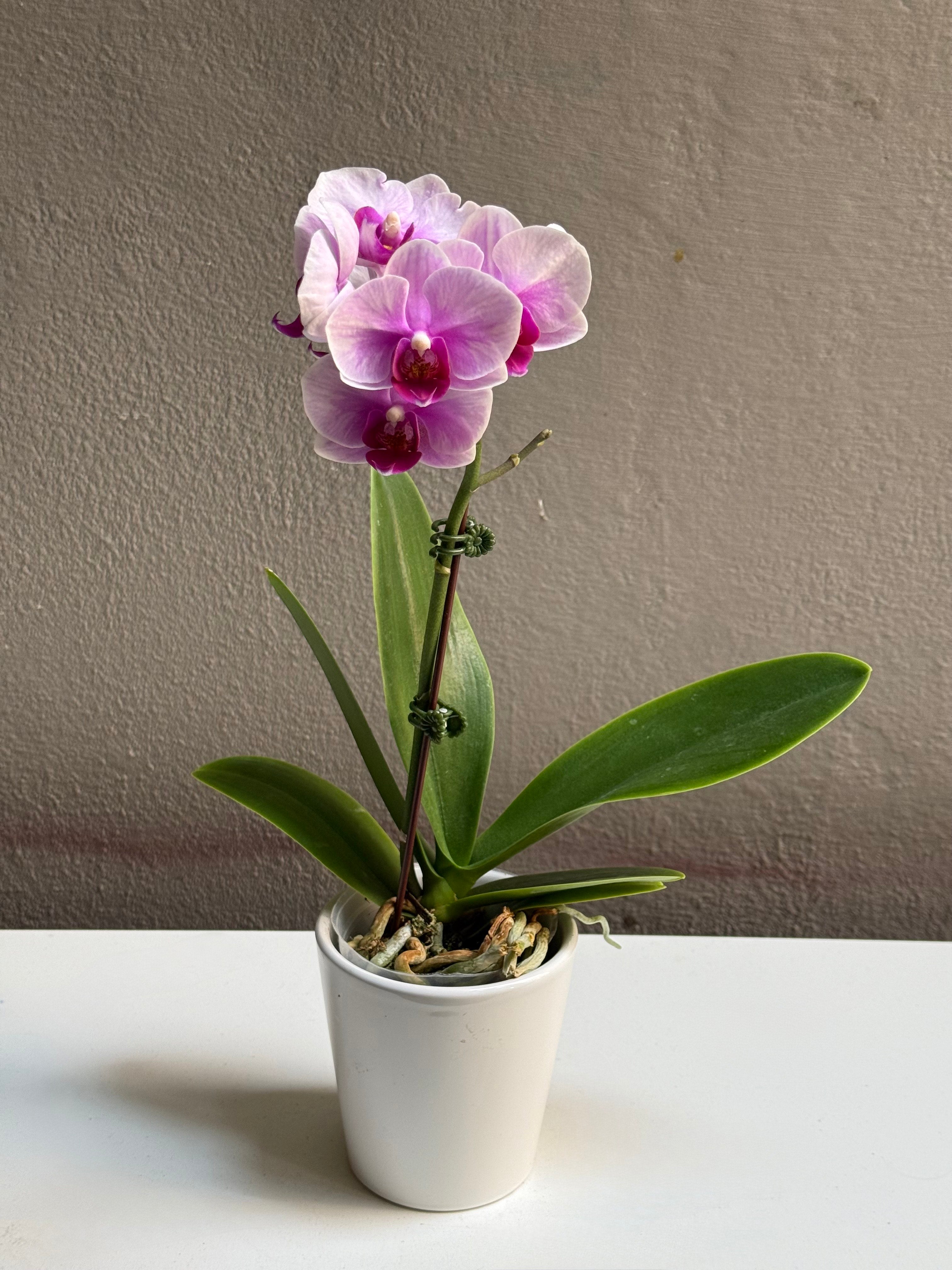 Small Purple Dotted orchid with pot