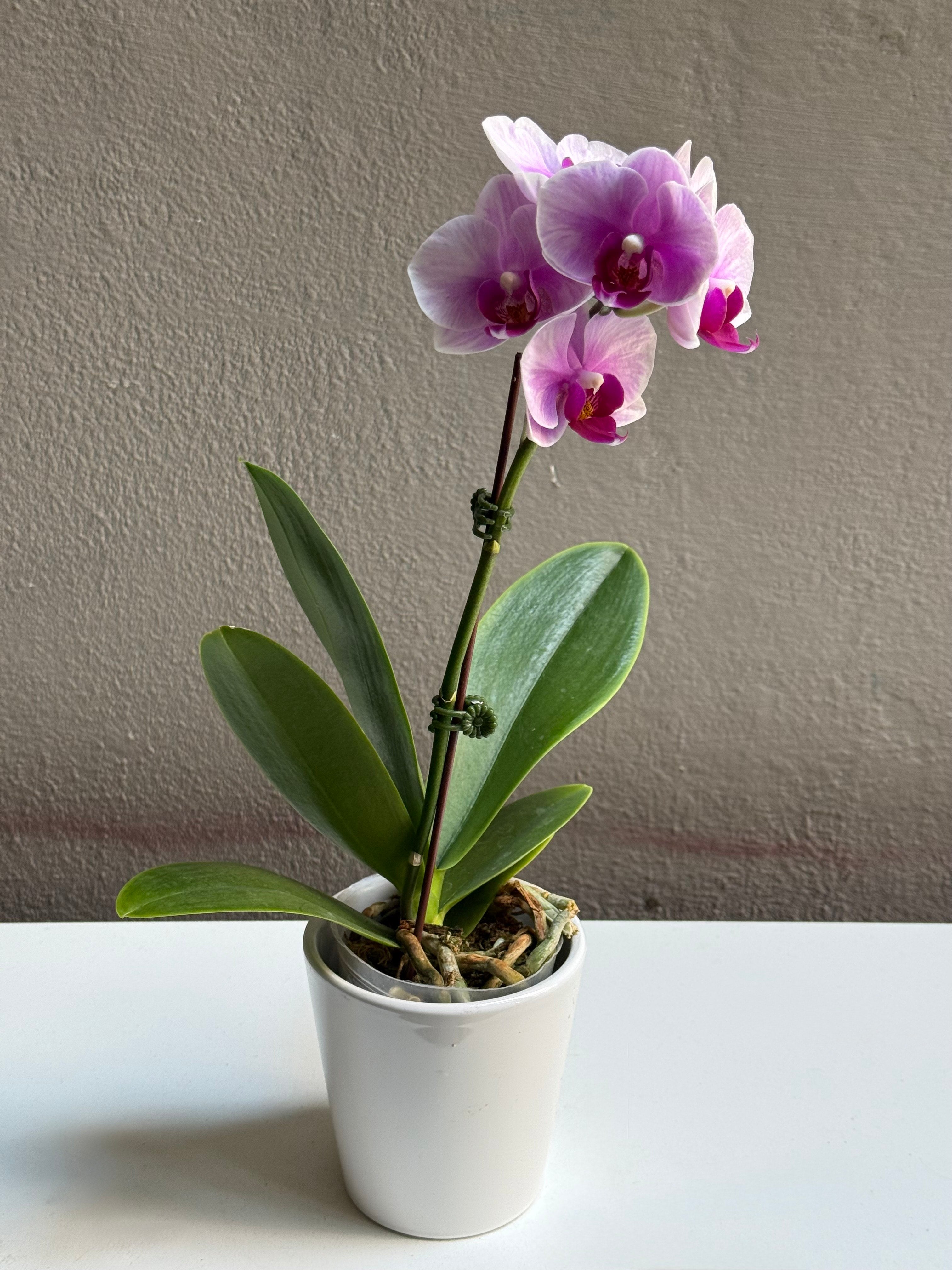 Small Purple Dotted orchid with pot