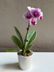 Small Purple Dotted orchid with pot