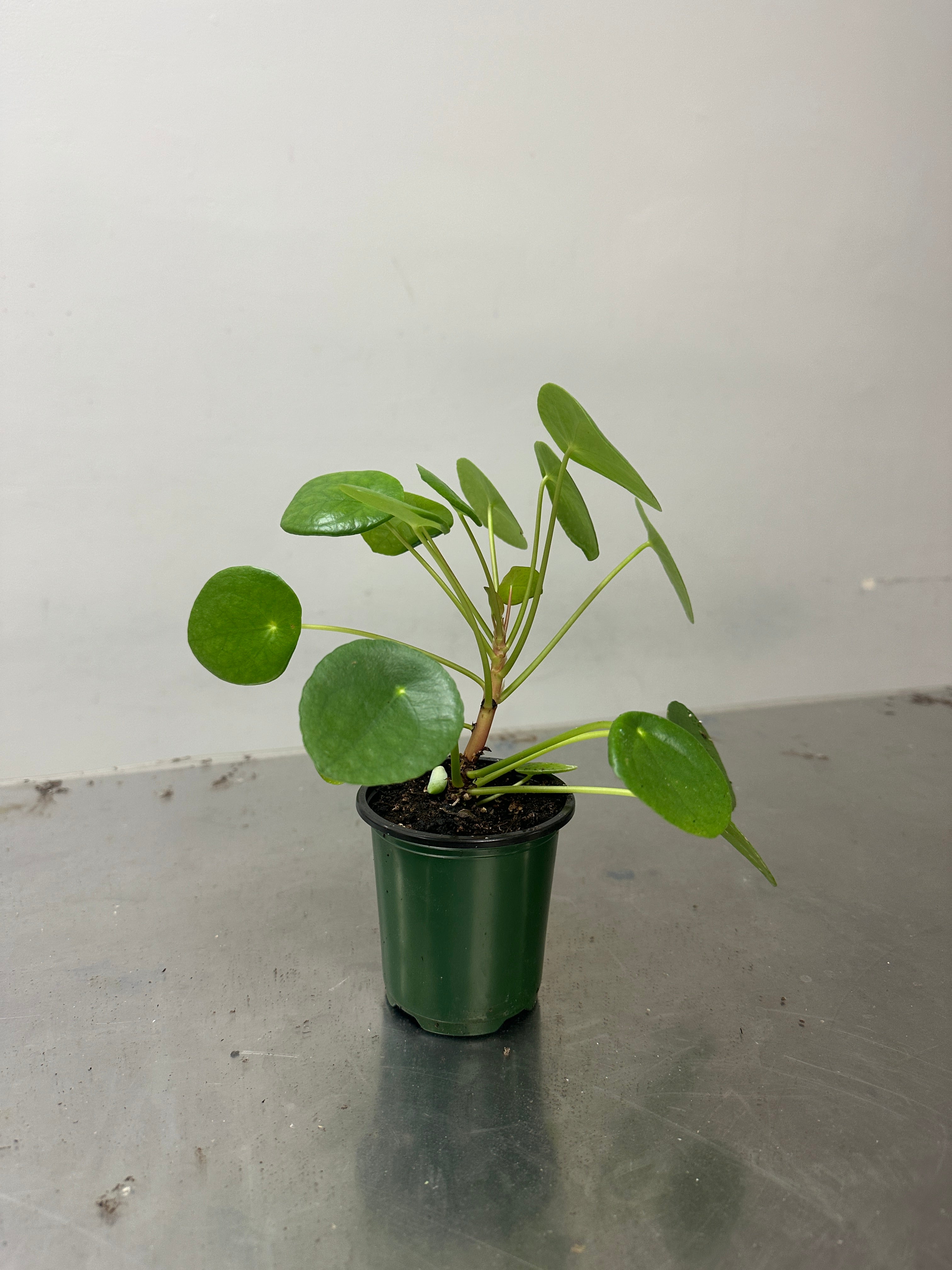 Pilea Peperomioides (3.5