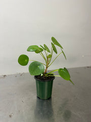 Pilea Peperomioides (3.5