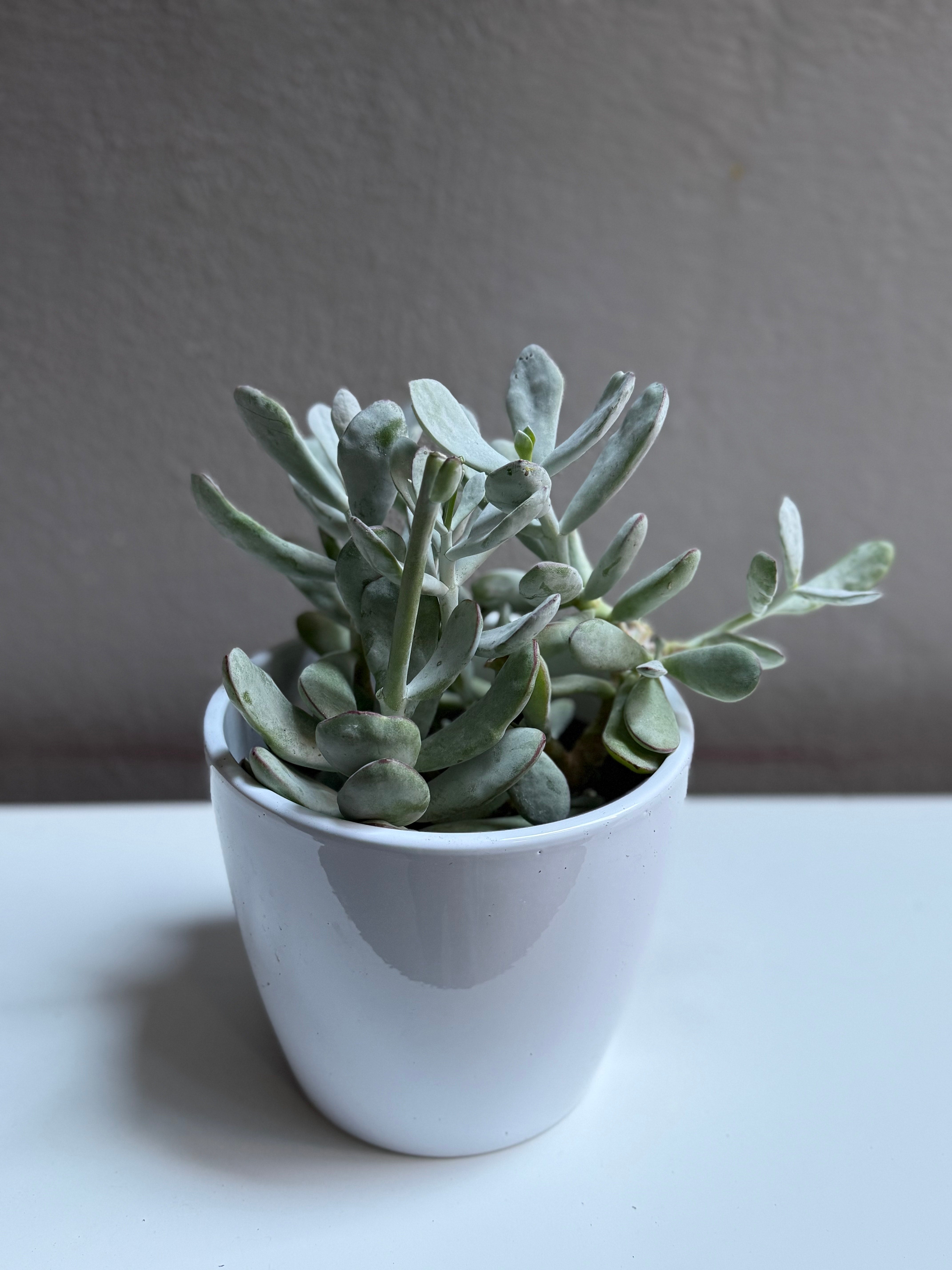Succulent 6