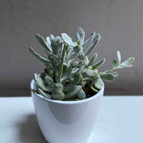 Succulent 6