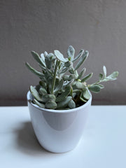 Succulent 6