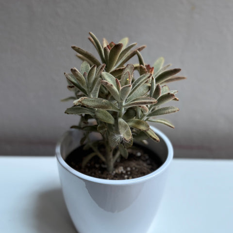 Succulent 6