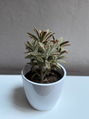 Succulent 6
