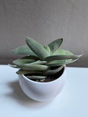 Succulent 6