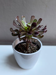 Succulent 6