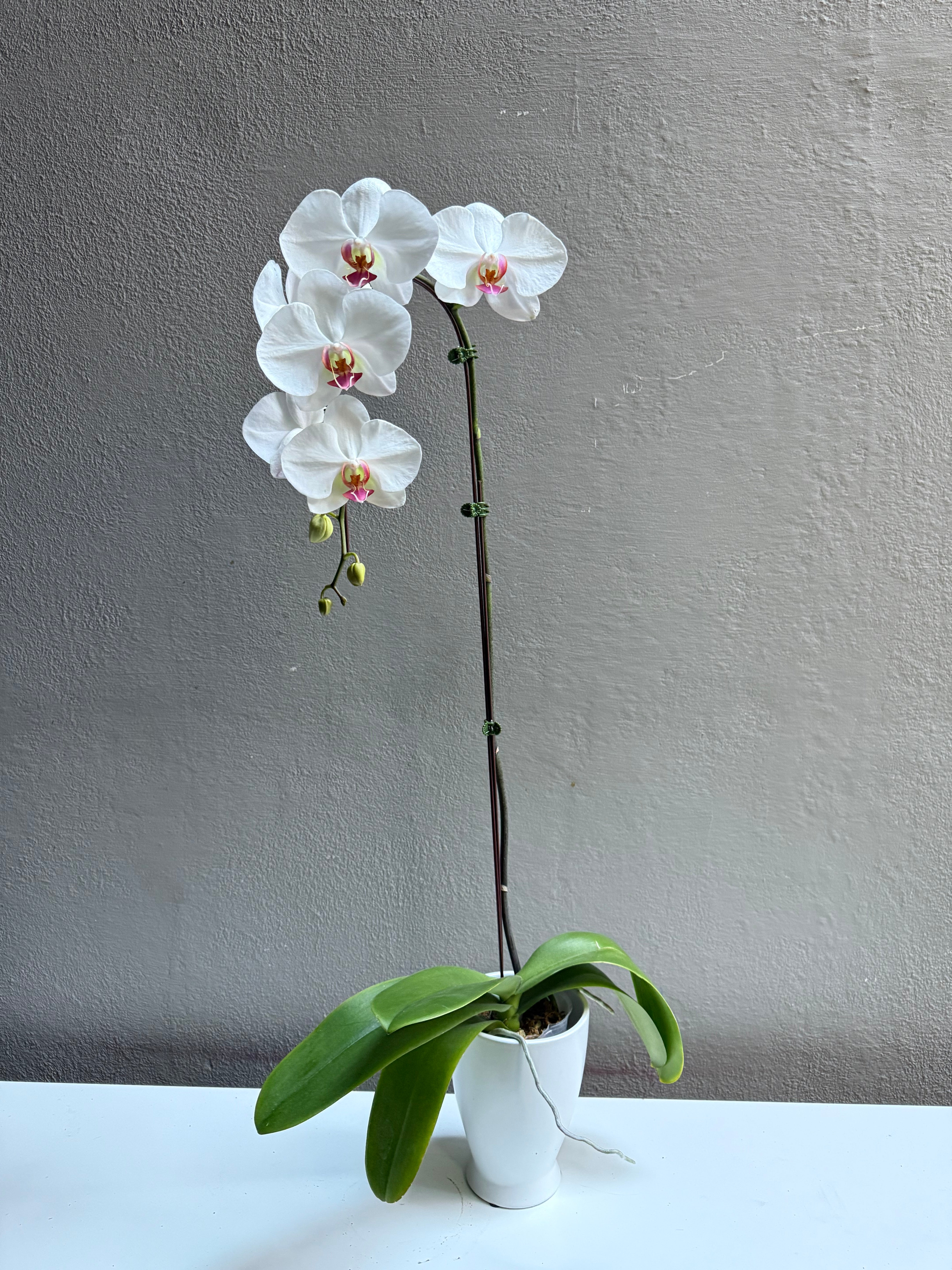 Large Orchid Cherry Blossom