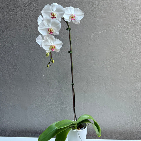 Large Orchid Cherry Blossom