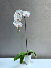 Large Orchid Cherry Blossom