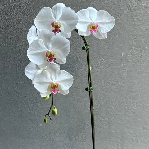 Large Orchid Cherry Blossom