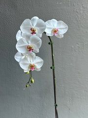 Large Orchid Cherry Blossom