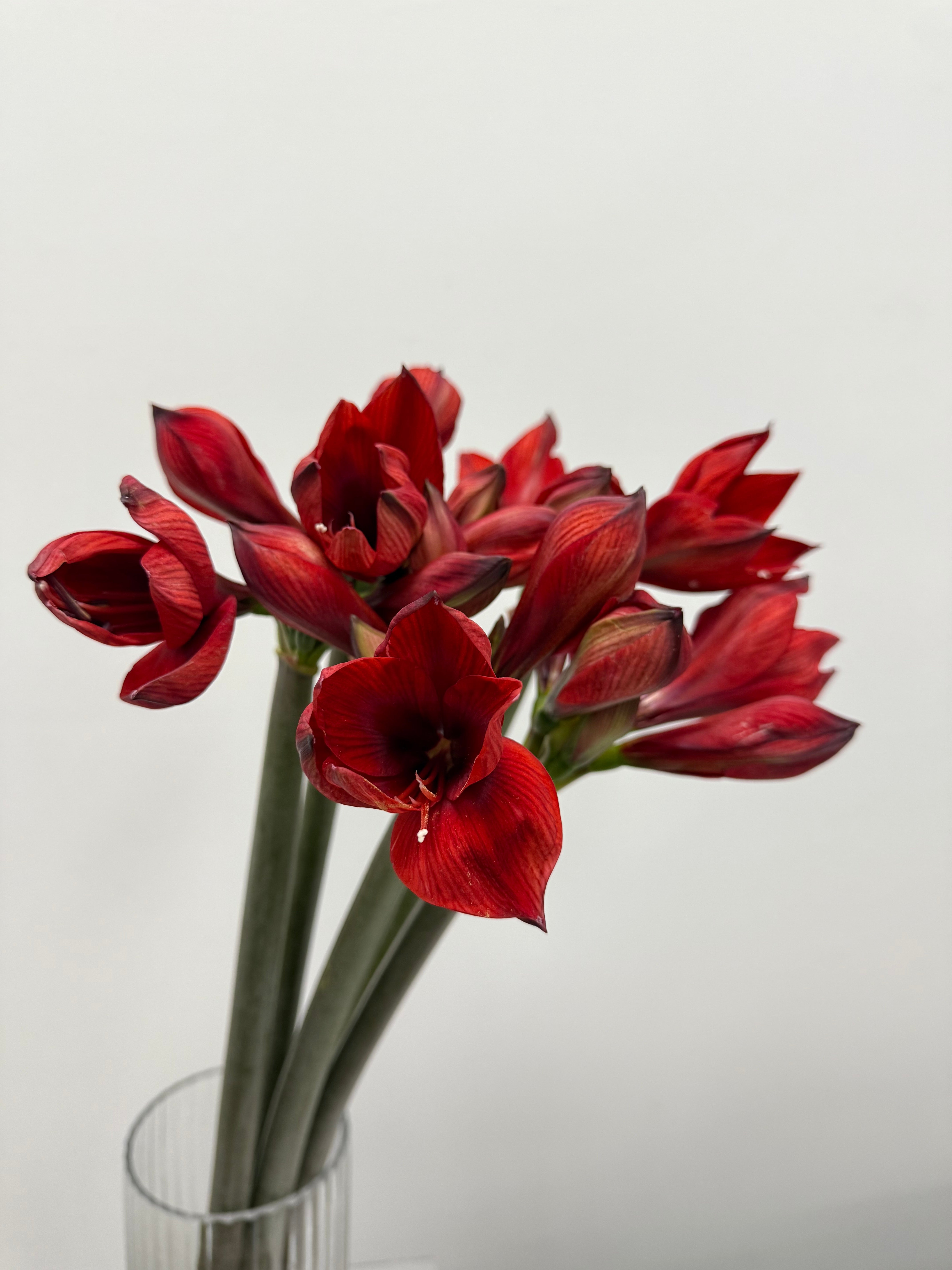 Amaryllis