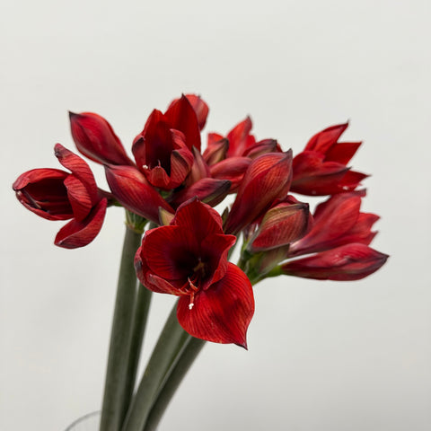 Amaryllis