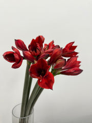 Amaryllis