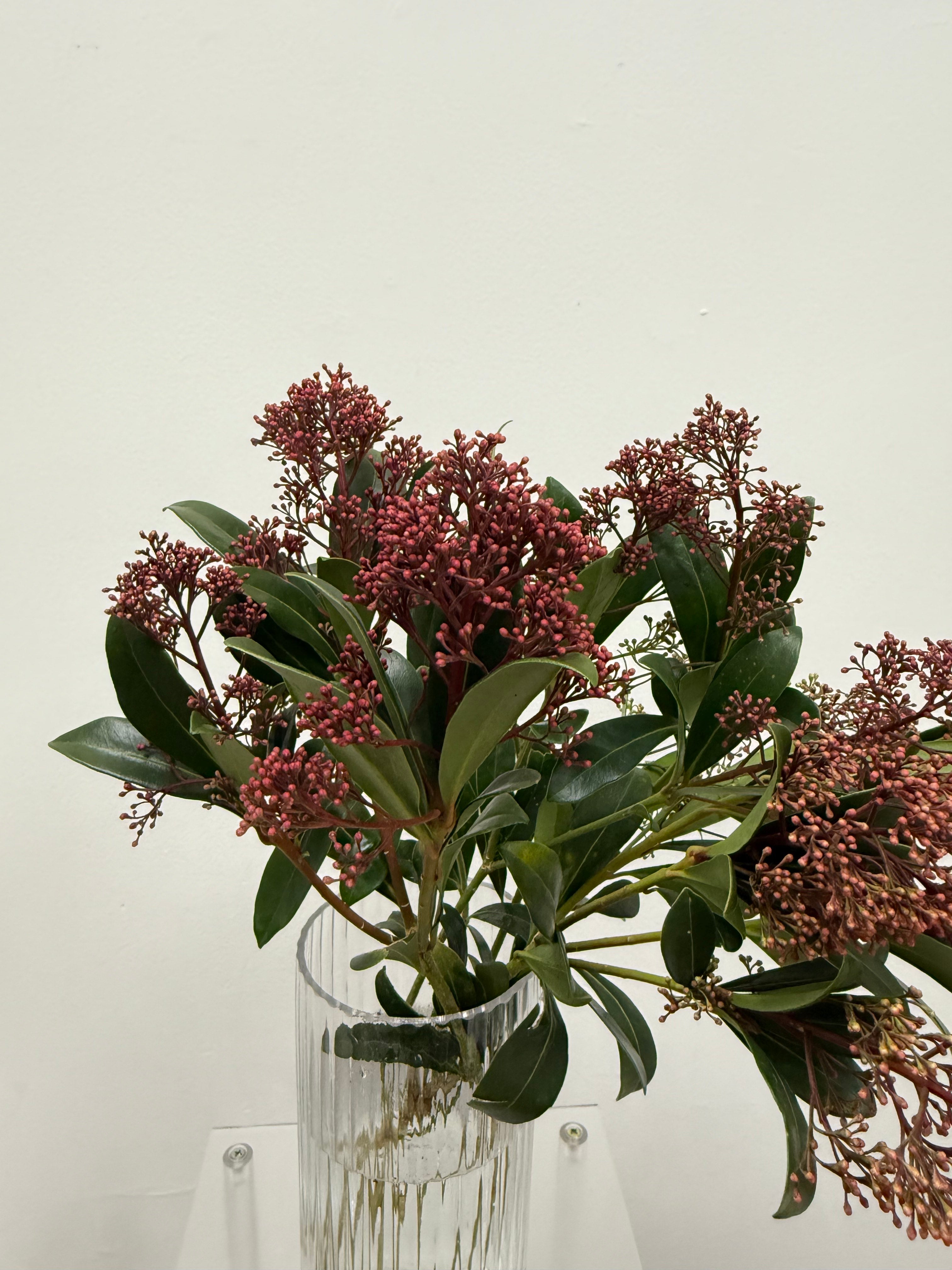 Skimmia