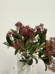 Skimmia