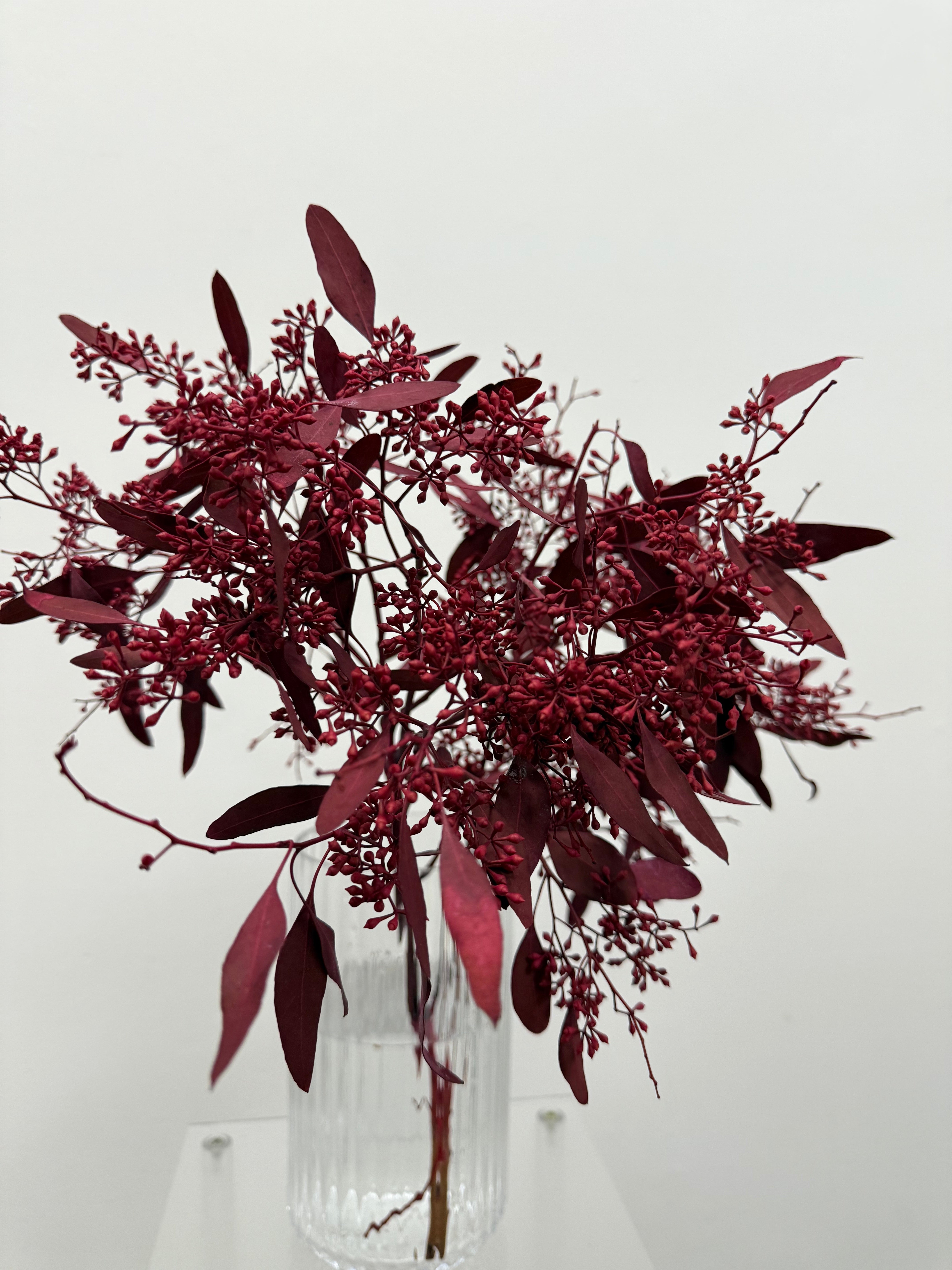 Seeded eucalyptus (colour-died)