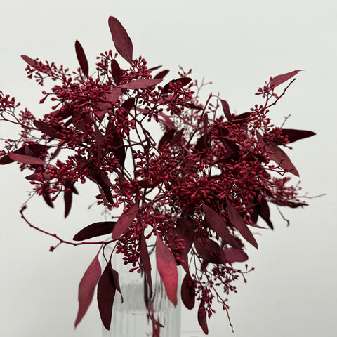 Seeded eucalyptus (colour-died)