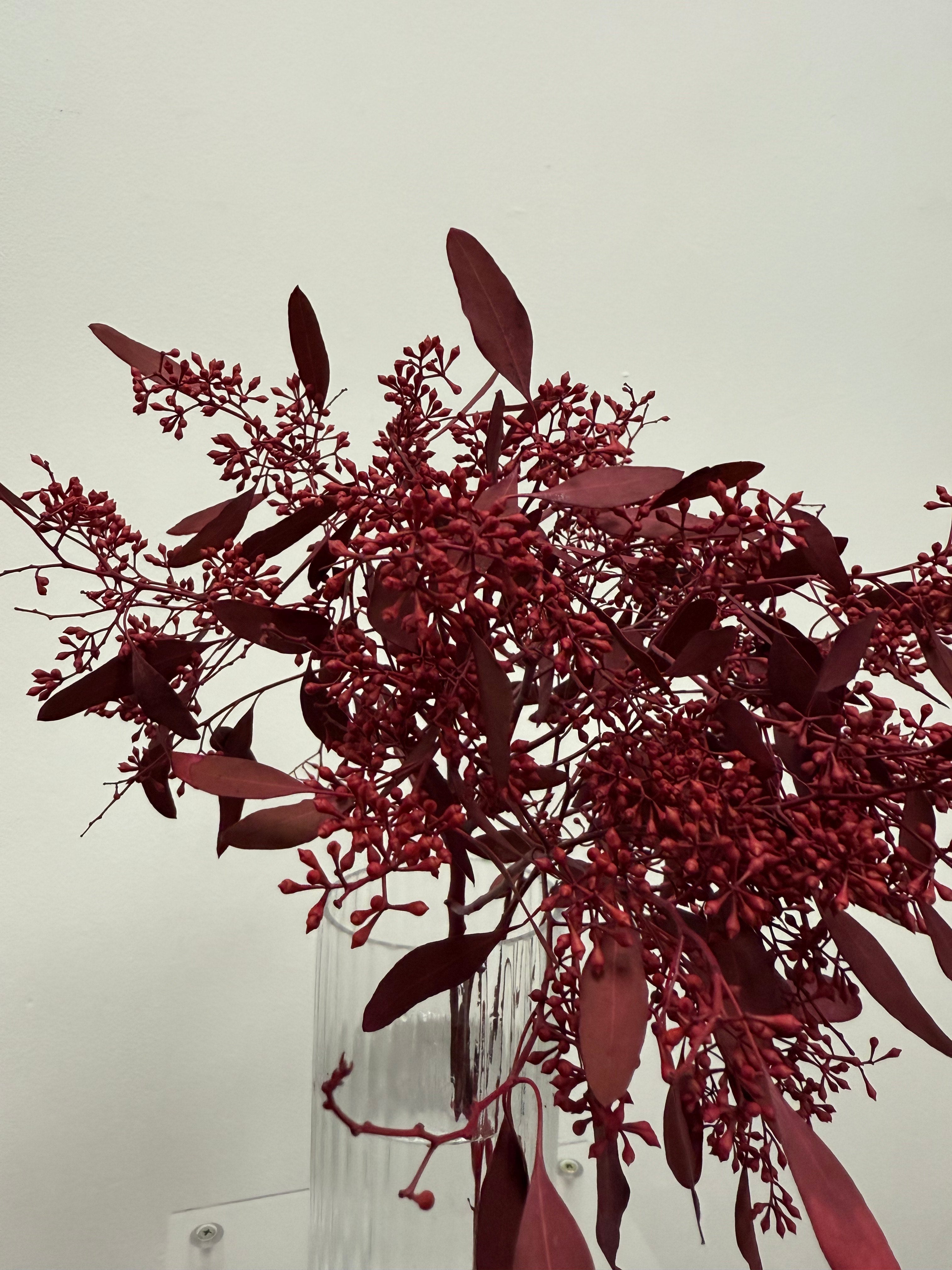 Seeded eucalyptus (colour-died)