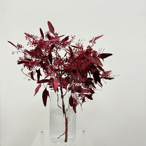 Seeded eucalyptus (colour-died)