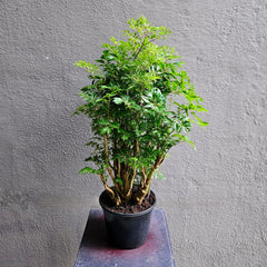 Ming Aralia 6
